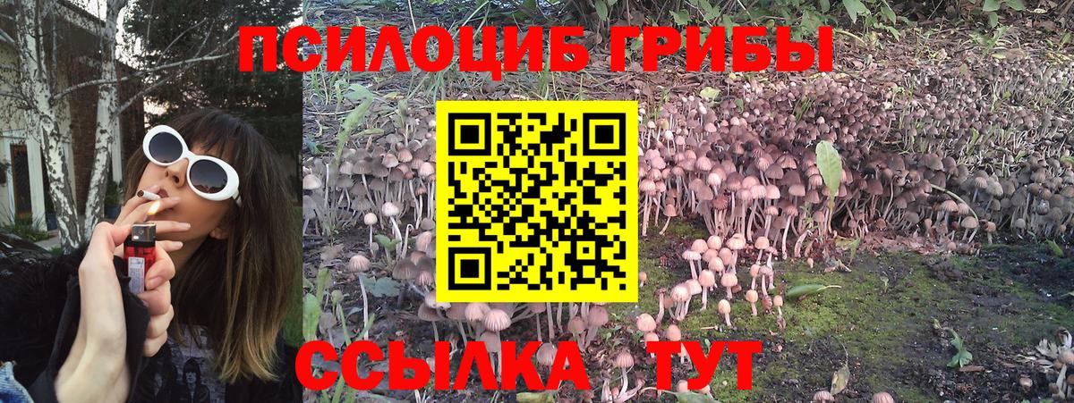 купить наркоту  Псилоцибиновые грибы Psilocybine cubensis  Вход с VPN  Сухой Лог 